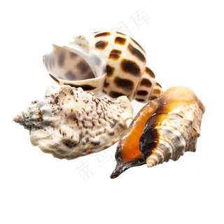 海洋生物海螺生蚝,免抠元素
