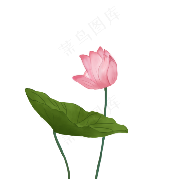 荷花一朵荷花盛开的荷花