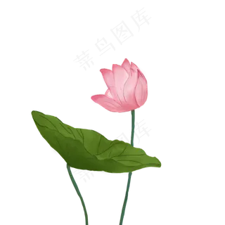 荷花一朵荷花盛开的荷花