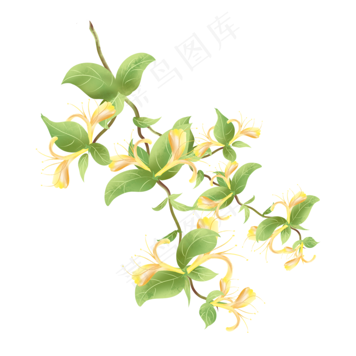 小清新手绘水彩金银花(2000X2000(DPI:96))psd模版下载