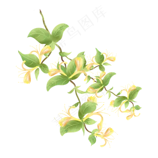 小清新手绘水彩金银花