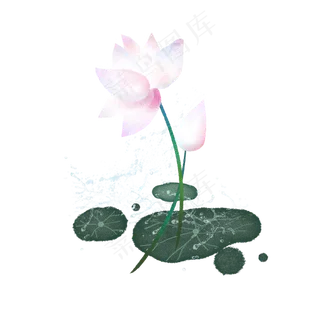 夏季荷花3 夏季荷花3