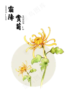 农历二十四节气赏菊霜降,免抠元素