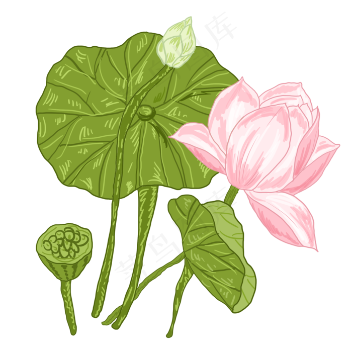 夏荷荷花荷叶花卉