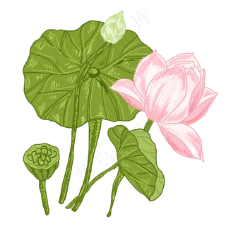 夏荷荷花荷叶花卉