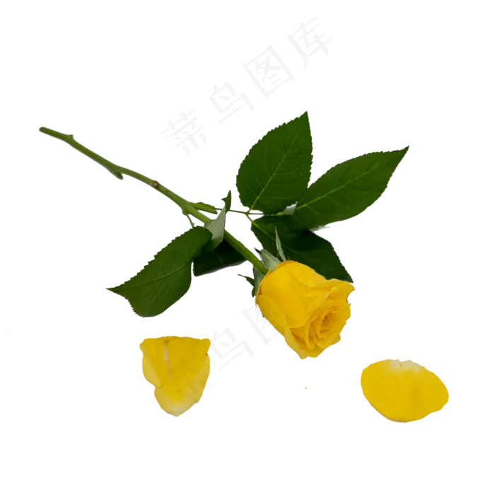 黄色玫瑰和花瓣绿叶(2000*2000px 300 dpi )