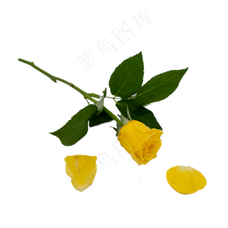 黄色玫瑰和花瓣绿叶
