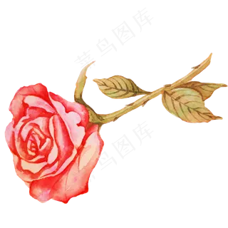 花朵玫瑰蔷薇植物