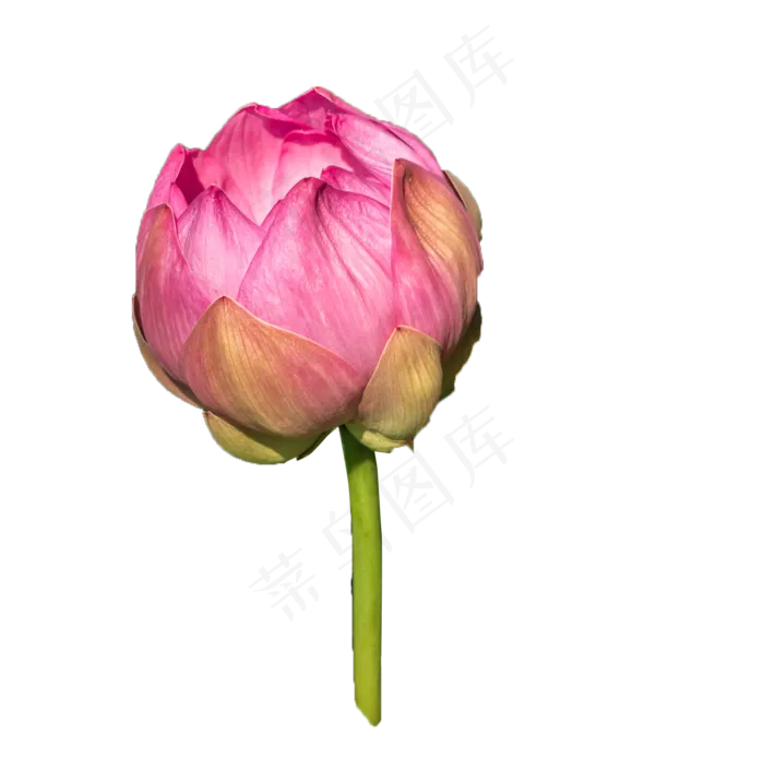荷花花苞