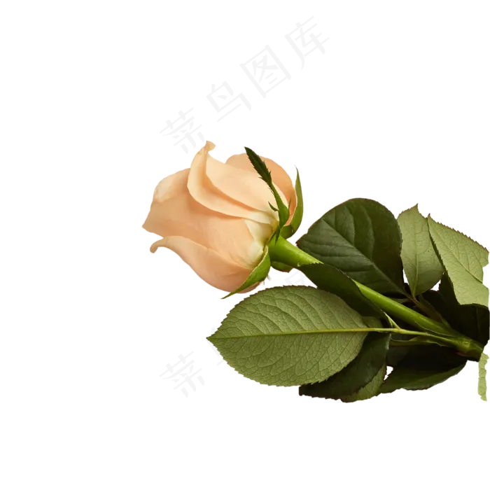 白色花朵(2000X2000(DPI:300))psd模版下载