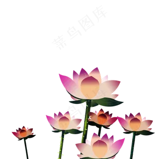 盛开的很多荷花免扣图