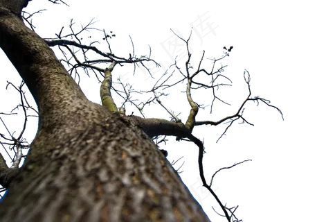 冬天落了叶子的参天大树