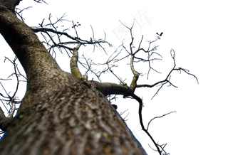 冬天落了叶子的参天大树