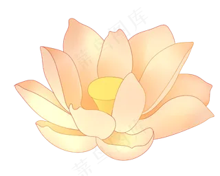 盛开的荷花花朵插图