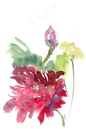鲜艳的荷花水彩画PNG免抠素材
