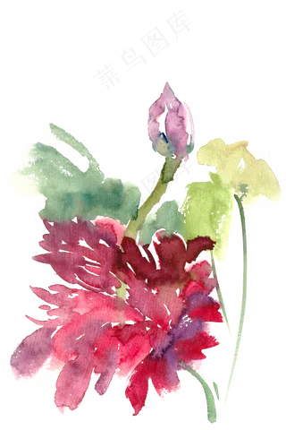 鲜艳的荷花水彩画PNG免抠素材