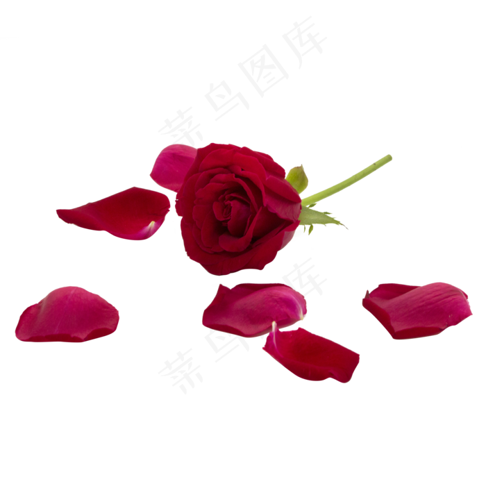 凋谢的红玫瑰(2000*2000px 300 dpi )