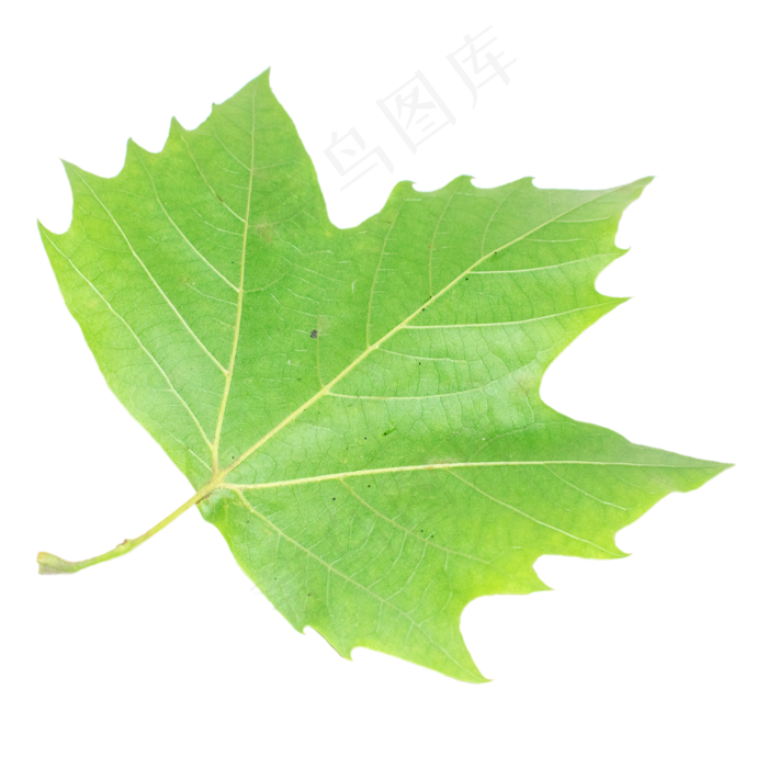 绿色枫叶