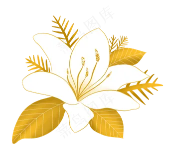 金色花金边百合花 金色花金边百合花