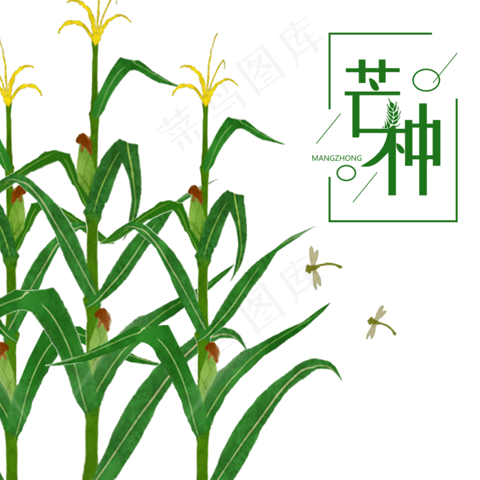 芒种节气丰收的玉米(2000X2000(DPI:300))psd模版下载