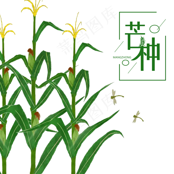 芒种节气丰收的玉米(2000X2000(DPI:300))psd模版下载