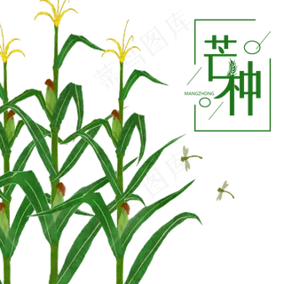 芒种节气丰收的玉米