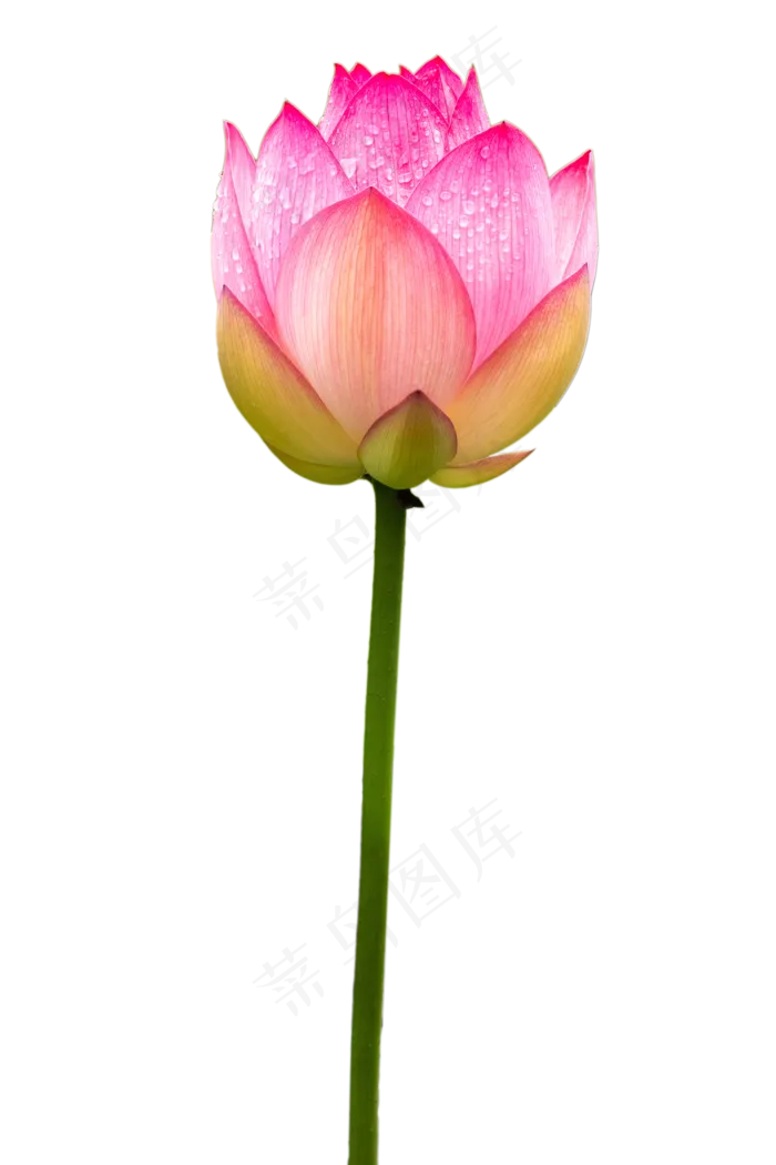 粉色荷花(3000X3000(DPI:300))