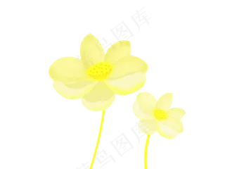 中国风柠檬黄荷花