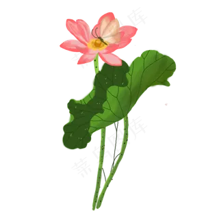 荷花荷叶png素材