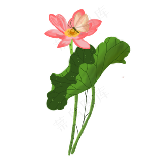 荷花荷叶png素材