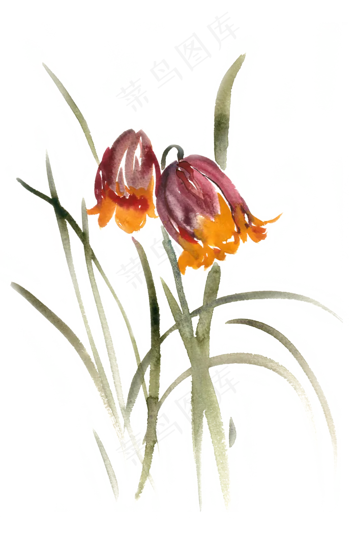美丽的花卉水彩画PNG免抠素材(4724X7087(DPI:300))psd模版下载