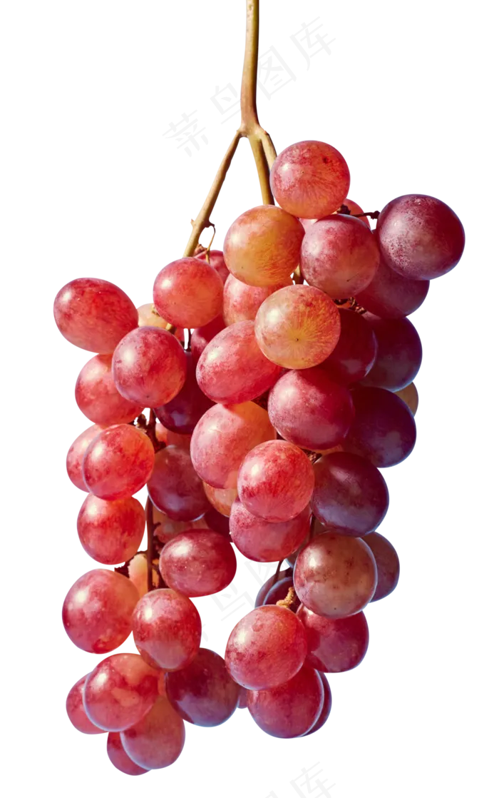一串葡萄免扣png,免抠元素(2652*4234px 300 dpi )psd模版下载