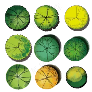 植物平面手绘设计