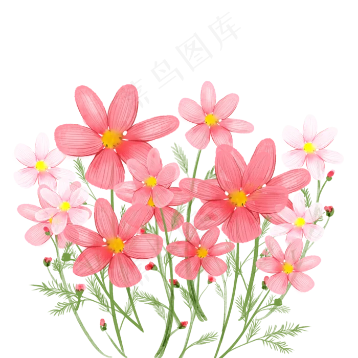 水彩风格花卉波斯菊(2000X2000(DPI:300))psd模版下载
