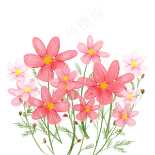 水彩风格花卉波斯菊