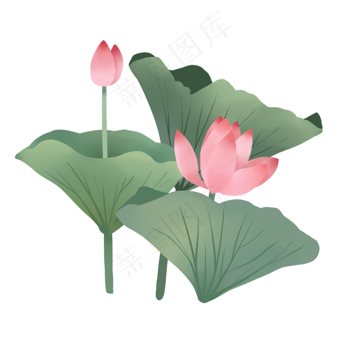 荷花荷叶莲花