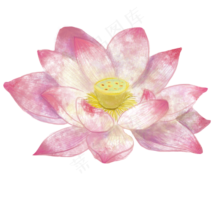 古风花卉清新荷花