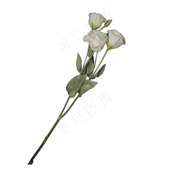 三支美丽的白玫瑰,免抠元素(2000*2000px 300 dpi )psd模版下载