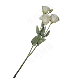 三支美丽的白玫瑰,免抠元素