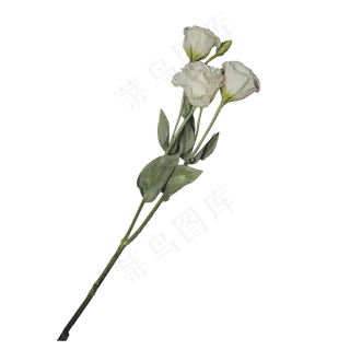 三支美丽的白玫瑰,免抠元素
