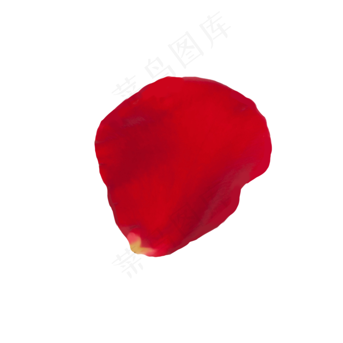 单片玫瑰花瓣免抠图