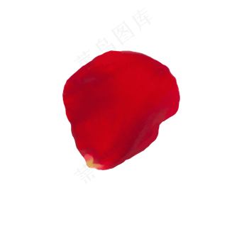 单片玫瑰花瓣免抠图