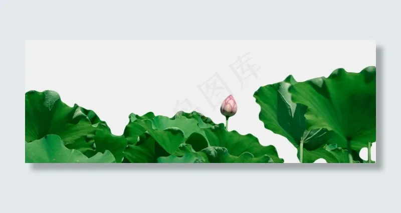 荷花荷塘