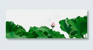 荷花荷塘