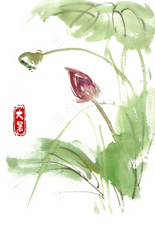 大暑含苞待放的荷花