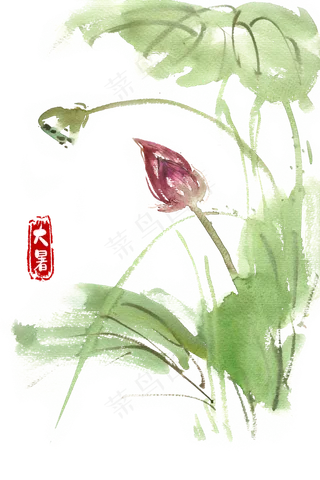 大暑含苞待放的荷花