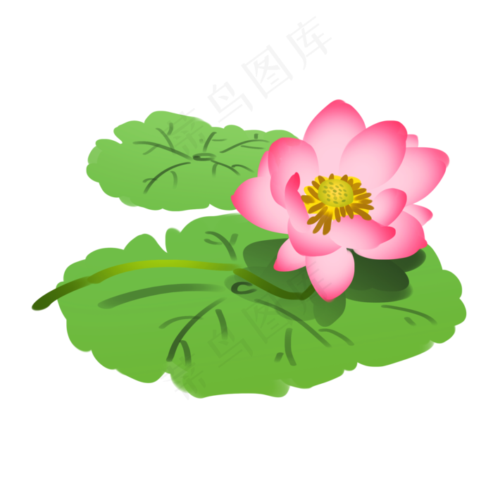粉色的荷花中国风