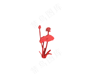 荷花花朵