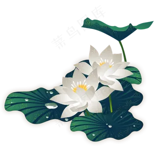 荷花白色荷花露珠荷叶