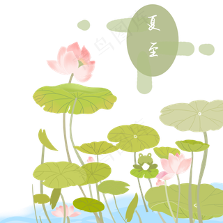 夏至荷叶荷花